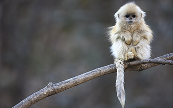 Animals, Monkeys HD wallpaper
