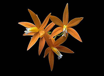 Orchid 1, yellow, hot, nature, flowers, orchid HD wallpaper