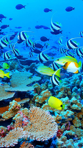 Great Barrier Reef, Backgrounds HD phone wallpaper