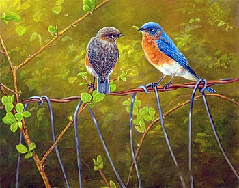 Two Bluebirds, birds, plants, animals, love HD wallpaper