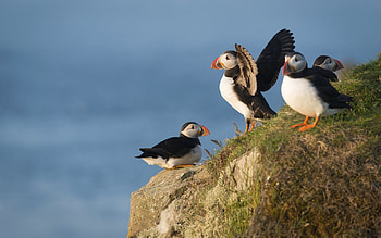 Puffins, sea, birds, animals HD wallpaper