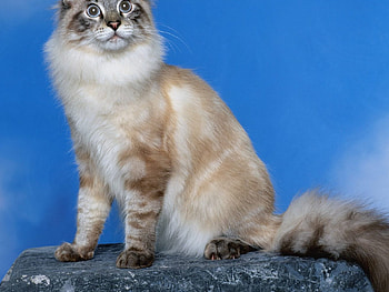 Look at the sky!, blue, kitten, lynx point, classic, cute, sky, cat, clear HD wallpaper