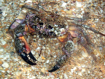 Animals, Crabs HD wallpaper