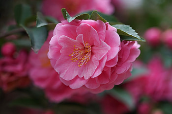 :), pink, flower, cherry, spring, blossom HD wallpaper