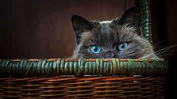 Cat, animal, peek, kitty HD wallpaper