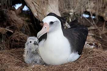 Laysan albatross in flight, Bird's eye view, Unrestricted dom, Soaring high HD wallpaper