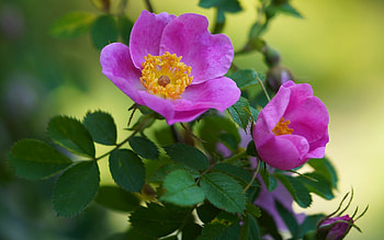 Wild Roses, pink roses, plant, roses HD wallpaper
