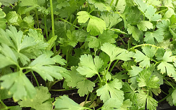 Fresh parsley leaves, Culinary herb, Vitality booster, Herb community HD wallpaper