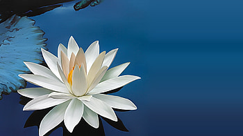 Plants, Flowers HD wallpaper
