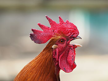 Vivid red rooster with a detailed cockscomb, captured in profile view. HD wallpaper