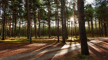 Pine Forest, nature, pine, sun, forest HD wallpaper