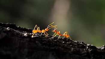 Ant macro, , HQ , Detailed shots HD wallpaper