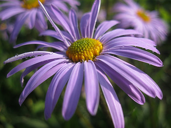 Plants, Flowers HD wallpaper