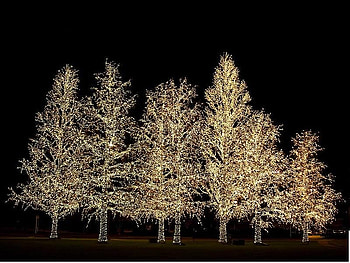 Being Seen at Night, night, trees, white, lights HD wallpaper