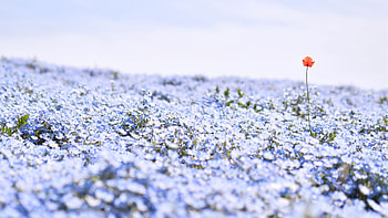 Light Blue Nemophila Flowers Petals Plants Field Blur Blue Sky Background Flowers HD wallpaper