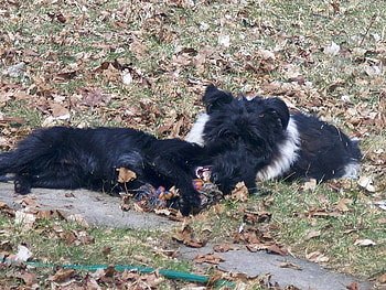 Tory and Ms. Charlotte, mix, pbvg, dogs, snotty, spring, scotty HD wallpaper