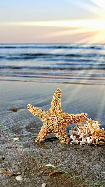 Starfish fotos na praia, Peixes HD phone wallpaper