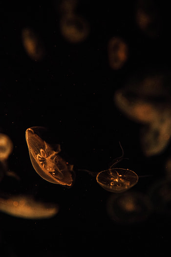 Animals, Jellyfish, Brown, Depth, Creatures, Under Water, Underwater HD phone wallpaper