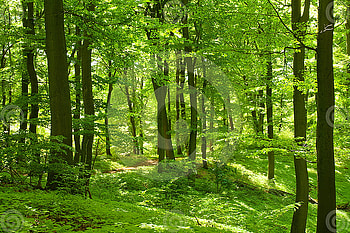 green forest, trees, nature, forest, green HD wallpaper