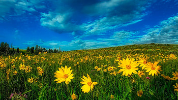 Meadow Wildlfowers, Yellowstone National Park, blossoms, yellow, landscape, clouds, flowers, sky, usa, wyoming HD wallpaper