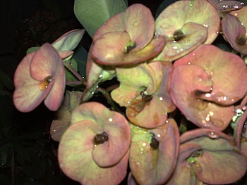 gina's flowers, different kinds HD wallpaper