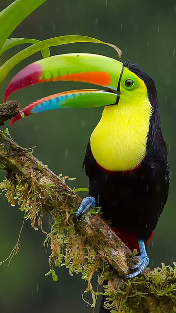 Toucan bird , Exotic avian beauty, Tropical paradise, Colorful beak HD phone wallpaper