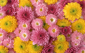 Flowers, Pink, Chrysanthemum, Buds, Composition HD wallpaper