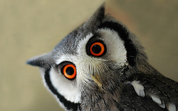 Animals, Owl, Bird, Muzzle, Eyes HD wallpaper