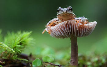 Frog, animal, plant, mushroom HD wallpaper