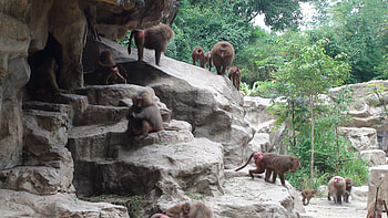 Hamadryas baboon, Baboon HD wallpaper