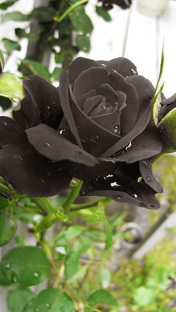 Black Rose, Rose, Black Rose Adorable HD phone wallpaper