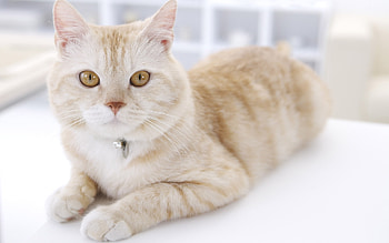 Animals, Cats HD wallpaper