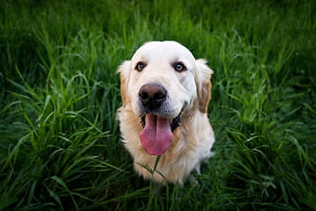 Playful golden retriever sitting joyfully in a vibrant green meadow. HD wallpaper
