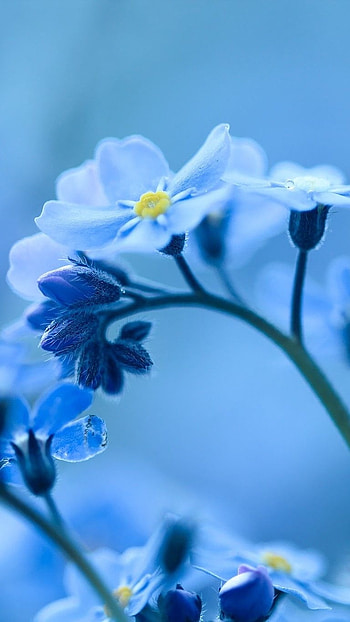 Blue Flowers, Blue Nature, Background HD phone wallpaper