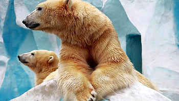 Polar bears, Wild Animals HD wallpaper
