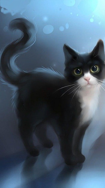 Black white cat HD phone wallpaper