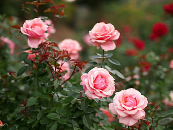 Flowers, Roses, Pink, Petals HD wallpaper