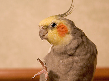 High-definition cockatiel , Detailed bird , Stunning plumage, Feathered beauty HD wallpaper