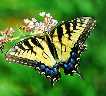 SWALLOWTAIL, FLOWERS, COLORS, WINGS, STEM HD wallpaper