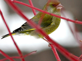 Canar birdie!, cute, bird, lovely HD wallpaper