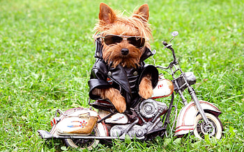 Animals, Dogs HD wallpaper