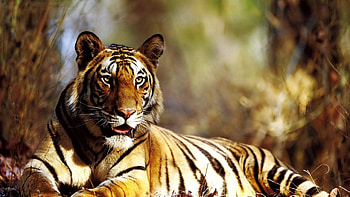 Tiger Autumn, tiger, autumn, animals, predator, king HD wallpaper