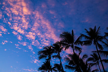 Nature, Sunset, Clouds, Palms, Outlines, Tropics HD wallpaper