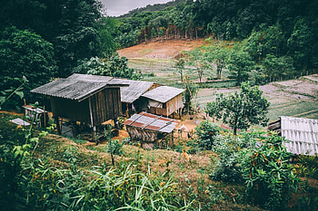 Nature, Trees, Forest, Buildings HD wallpaper