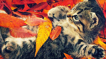 autumn life animal backgrounds HD wallpaper