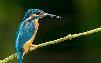 bird , High-quality backgrounds, Stunning feathers, Birds HD wallpaper