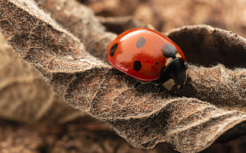 Ladybug, animal, leaf, insect HD wallpaper