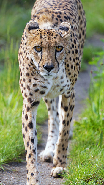 Animals, Cheetah, Muzzle, Predator, Big Cat, Sight, Opinion HD phone wallpaper