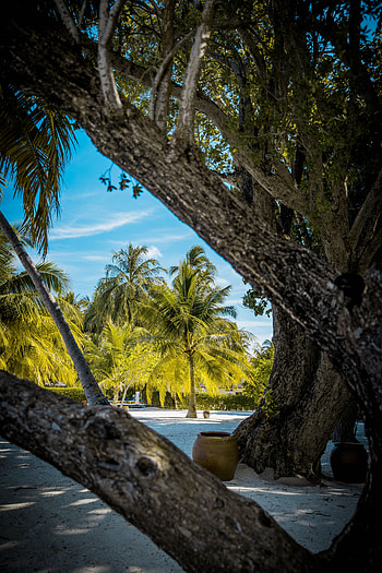 Nature, Trees, Beach, Sand, Palms, Tropics HD phone wallpaper