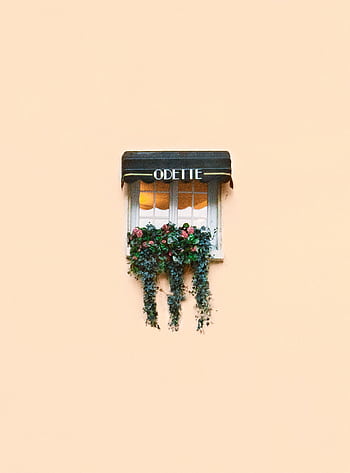 A minimalist window adorned with vibrant flowers and lush vines on a pastel wall. HD phone wallpaper
